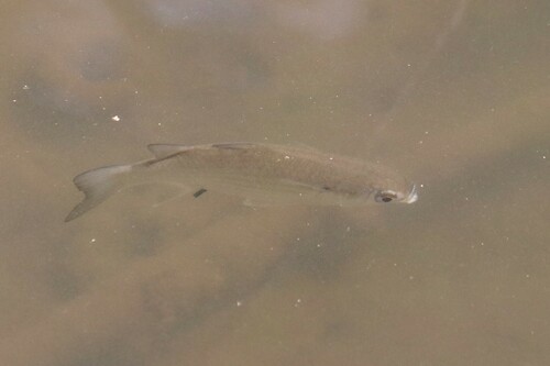 Big-eye mullet (Paramugil parmatus) — Mugilidae — 2