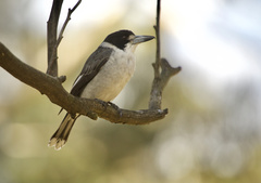 Grey Butcherbird photo 1