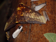 Citheronioides collaris