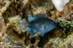 Pomacentrus tripunctatus