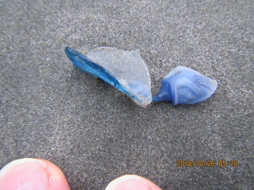 photo of Buoy Barnacle (Dosima fascicularis)