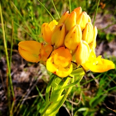 Ceratandra grandiflora