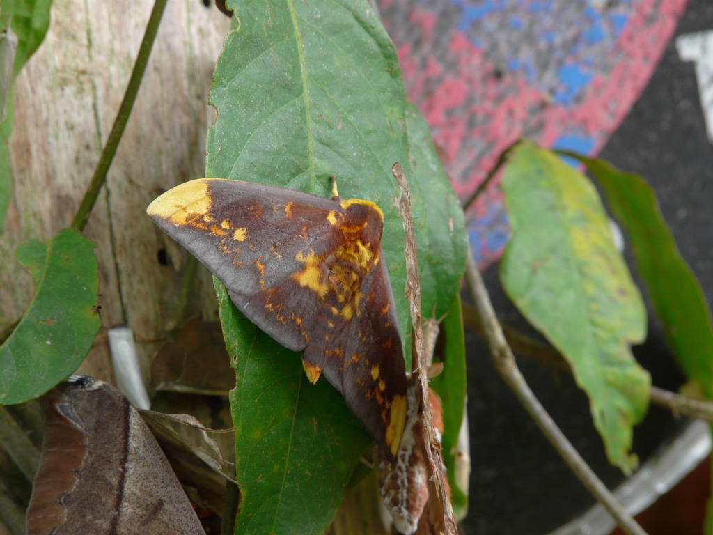 Citheronioides