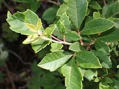 Woolly Currant (Searsia tomentosa)