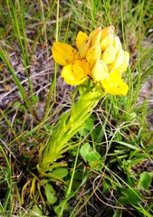 Ceratandra grandiflora