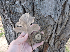 Bur Oak (Quercus macrocarpa)