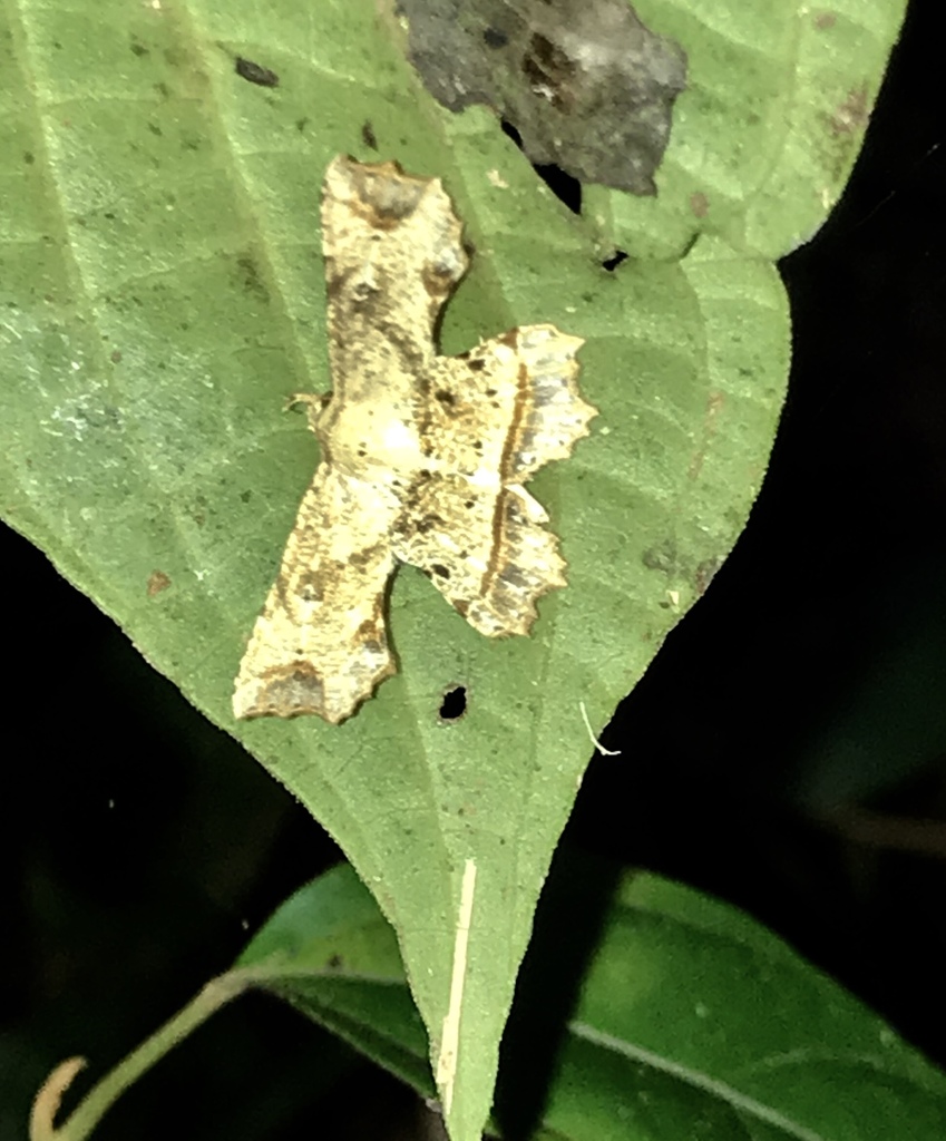 Oroscopa calverti
