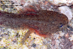 Hynobius leechii
