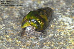 Semisulcospira libertina