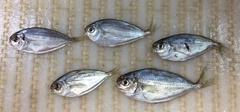 Peprilus triacanthus
