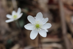 Hepatica acutiloba