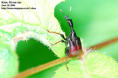 Paracycnotrachelus chinensis