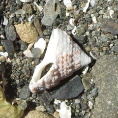 Coelotrochus viridis