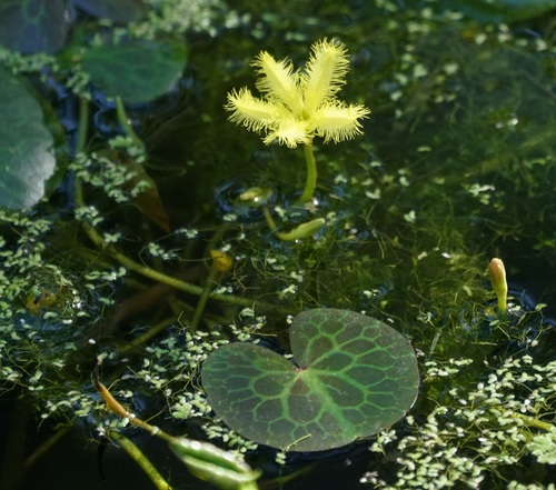 Image of Nymphoides geminata by (c) Tim, some rights reserved (CC BY)