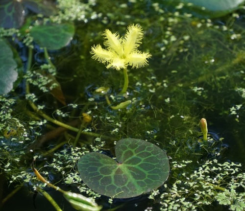 Image of Nymphoides geminata by (c) Tim, some rights reserved (CC BY)