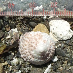 Coelotrochus viridis