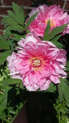 Paeonia × suffruticosa