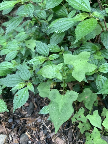 Persicaria biconvexa, photograph 1