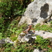 Lyciasalamandra luschani finikensis - Photo (c) Vojtěch Víta, μερικά δικαιώματα διατηρούνται (CC BY-NC), uploaded by Vojtěch Víta