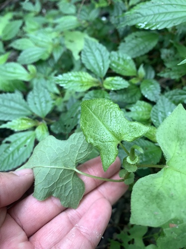 Persicaria biconvexa, photograph 2