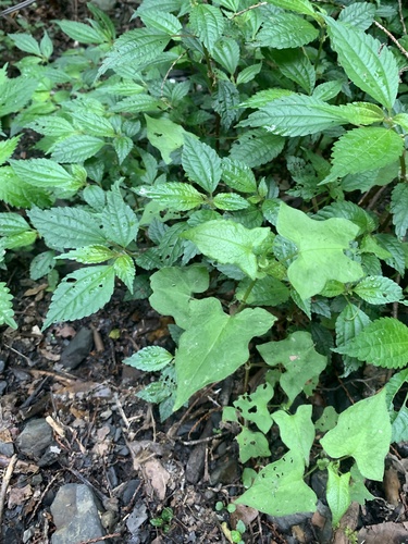Persicaria biconvexa, photograph 4