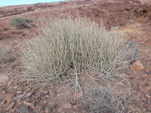 Image of Euphorbia damarana by no rights reserved