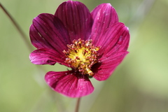 Cosmos scabiosoides