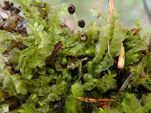 Image of Chiloscyphus pallescens by (c) Christian Berg, some rights reserved (CC BY)
