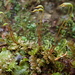 Plagiomnium rostratum - Photo (c) Christian Berg, μερικά δικαιώματα διατηρούνται (CC BY), uploaded by Christian Berg