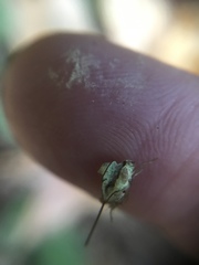 Pentagramma triangularis semipallida
