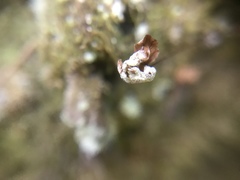 Pentagramma triangularis semipallida