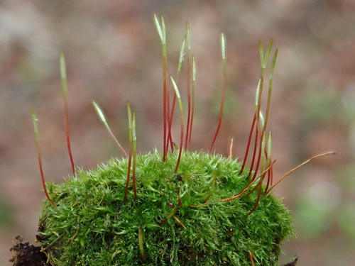 Image of Homomallium incurvatum by (c) Christian Berg, some rights reserved (CC BY)