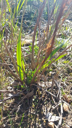 Joostenberg Watsonia (Watsonia strictiflora)