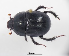 Geotrupes balyi