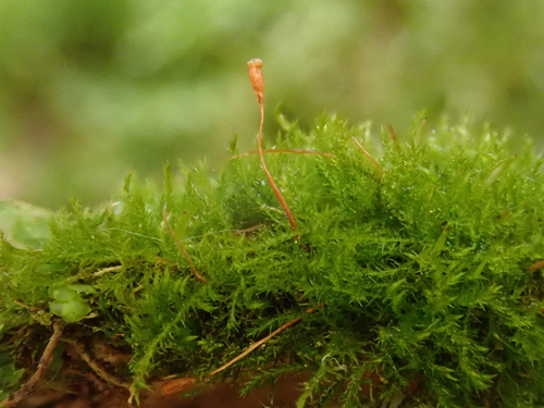 Image of Pseudoamblystegium subtile by (c) Christian Berg, some rights reserved (CC BY)