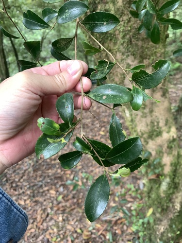 Camellia brevistyla (Camellia brevistyla)