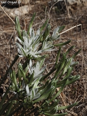 Vagaria parviflora