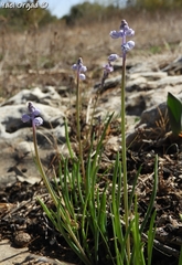 Muscari parviflorum