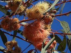 Eucalyptus torquata