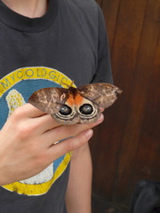 Automeris postalbida