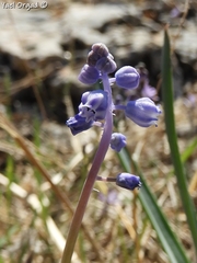 Muscari parviflorum