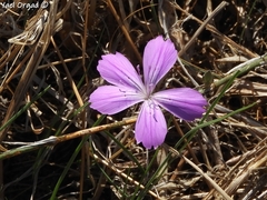Dianthus strictus