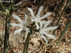 Vagaria parviflora