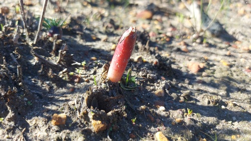 Gethyllis afra