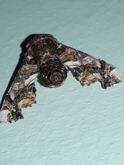 Eutelia adulatrix