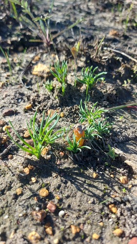 Gethyllis afra
