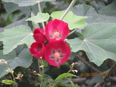 Phymosia rosea