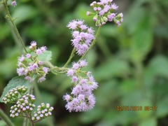 Fleischmannia porphyranthema