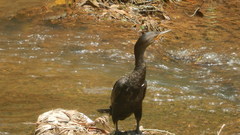 Nannopterum brasilianum