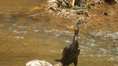 Nannopterum brasilianum